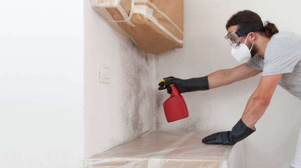 Basement Mold Remediation treatment on basement walls in Dublin